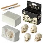 Novelty Toys - Fun Excavation Dig it Out Kit - Human Skull